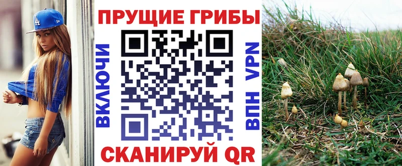 Купить  Струнино  Галлюциногенные грибы Psilocybe 